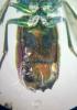 Chrysis sp.